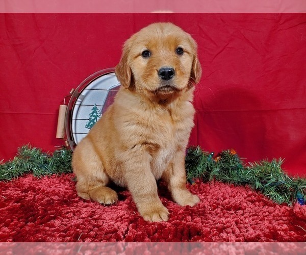 Medium Photo #1 Golden Retriever Puppy For Sale in BLACK FOREST, CO, USA