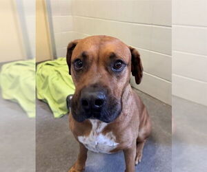 Boxador Dogs for adoption in Corpus Christi, TX, USA