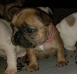 Small Photo #5 French Bulldog Puppy For Sale in AURORA, TX, USA