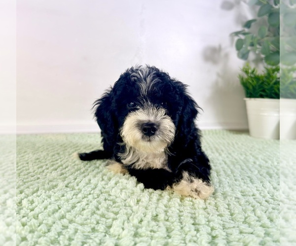 Medium Photo #5 Bernedoodle (Miniature) Puppy For Sale in GREENFIELD, IN, USA
