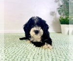 Small #4 Bernedoodle (Miniature)