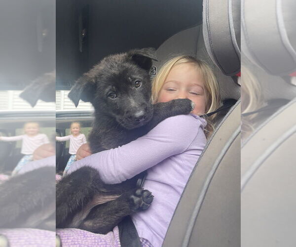 Medium Photo #3 Shepradors Puppy For Sale in Brewster, NY, USA