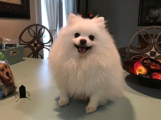 Father of the Pomeranian puppies born on 08/21/2017
