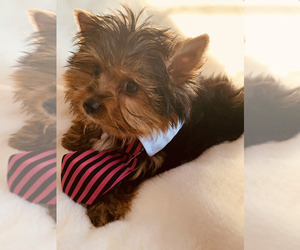 Yorkshire Terrier Puppy for sale in WILLOWBROOK, IL, USA
