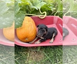 Small Photo #18 Aussiedoodle Puppy For Sale in RUSSELL, IA, USA
