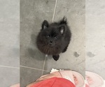 Small #1 Pomeranian