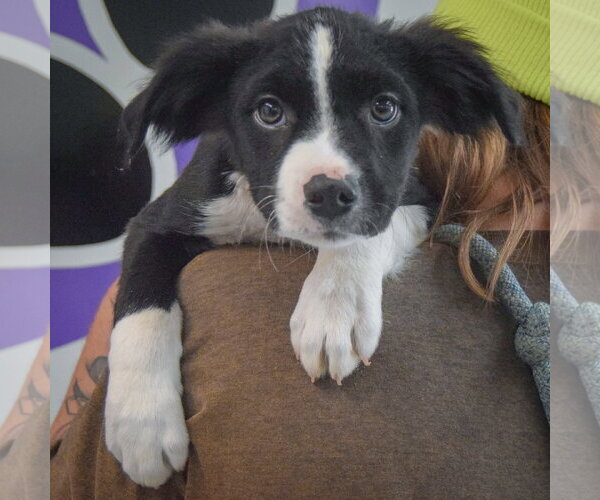 Medium Photo #6 Border Collie-Unknown Mix Puppy For Sale in Huntley, IL, USA
