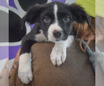 Small #5 Border Collie Mix