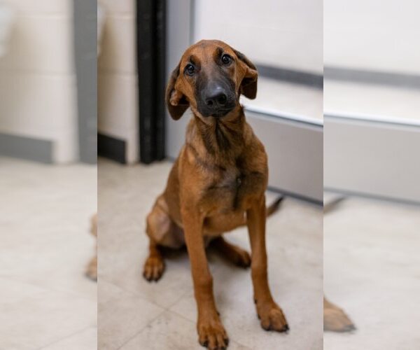 Medium Photo #1 Doberman Pinscher-Unknown Mix Puppy For Sale in Rowlett, TX, USA