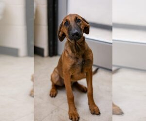 Doberman Pinscher-Unknown Mix Dogs for adoption in Rowlett, TX, USA