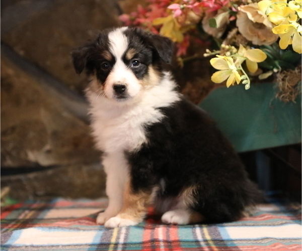Medium Photo #1 Australian Shepherd Puppy For Sale in WESTFIELD, MA, USA