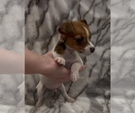 Small #5 Jack Russell Terrier