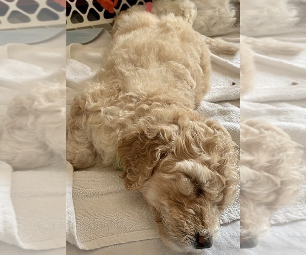 Medium Photo #1 Goldendoodle-Poodle (Standard) Mix Puppy For Sale in CLINTON TOWNSHIP, MI, USA