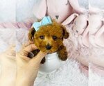 Small Poodle (Toy)
