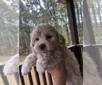 Small Photo #25 Cockapoo Puppy For Sale in BOGART, GA, USA