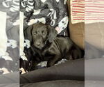 Small #5 Labrador Retriever Mix