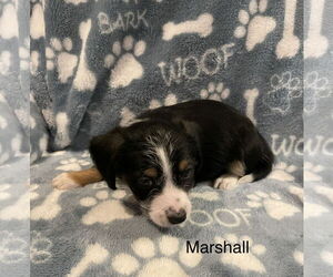 Mutt Dogs for adoption in Colorado Springs, CO, USA
