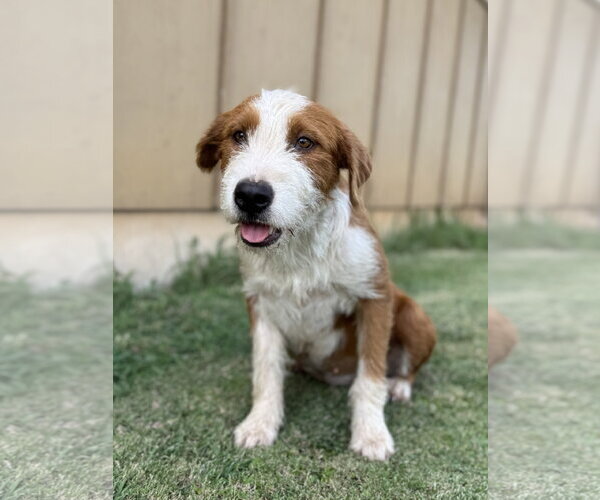 Medium Photo #1 Mutt Puppy For Sale in PIPE CREEK, TX, USA