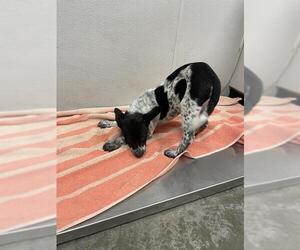 Labrador Retriever Dogs for adoption in Rosenberg, TX, USA