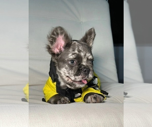 Full screen Photo #1 French Bulldog Puppy For Sale in SAG HARBOR, NY, USA