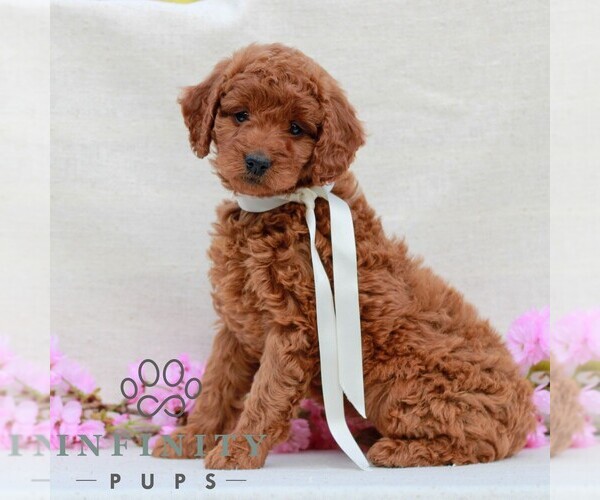 Medium Photo #2 Irish Doodle (Miniature) Puppy For Sale in NEWMANSTOWN, PA, USA