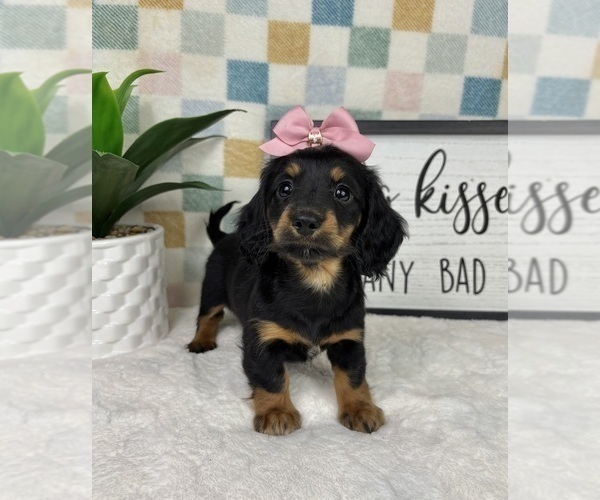 Medium Photo #1 Dachshund Puppy For Sale in FRANKLIN, IN, USA