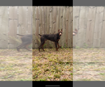 Small Photo #1 Doberman Pinscher Puppy For Sale in WILMINGTON, NC, USA