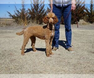 Mother of the Cavapoo puppies born on 04/29/2022