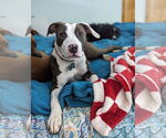 Small #1 American Pit Bull Terrier Mix