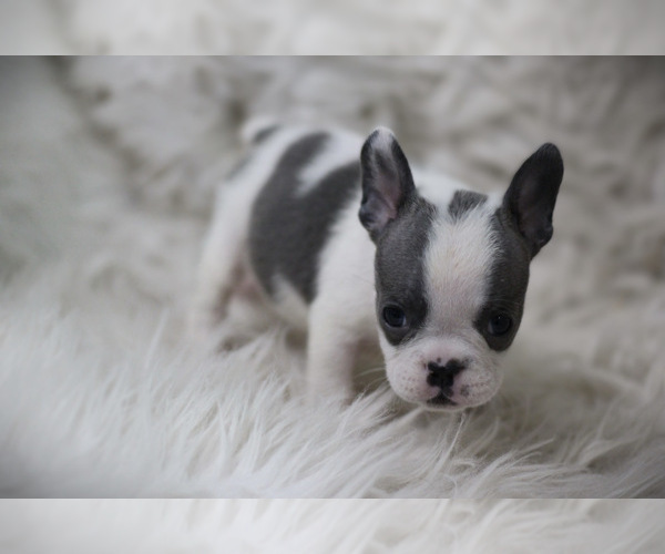 Medium Photo #4 French Bulldog Puppy For Sale in HOLMEN, WI, USA