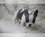 Small Photo #4 French Bulldog Puppy For Sale in HOLMEN, WI, USA