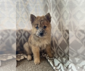Australian Shepherd-Chow Chow Mix Puppy for sale in DRUMMONDS, TN, USA