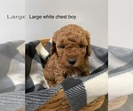 Small Photo #2 Miniature Labradoodle Puppy For Sale in ELSTONVILLE, PA, USA
