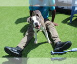 Small #1 American Pit Bull Terrier