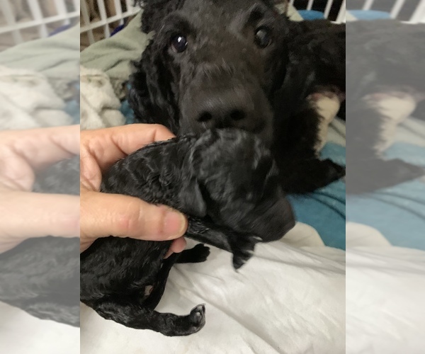 Medium Photo #7 Poodle (Standard) Puppy For Sale in TOLEDO, OH, USA