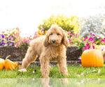 Small Photo #4 Goldendoodle Puppy For Sale in NAPPANEE, IN, USA