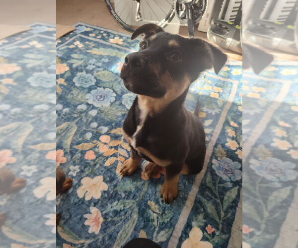 Medium Photo #6 German Shepherd Dog Puppy For Sale in Minneapolis, MN, USA