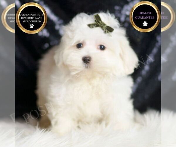 Medium Photo #18 Maltipoo (Miniature) Puppy For Sale in WARSAW, IN, USA