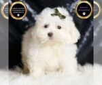 Small Photo #18 Maltipoo (Miniature) Puppy For Sale in WARSAW, IN, USA