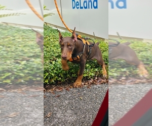 Doberman Pinscher Puppy for sale in DELAND, FL, USA