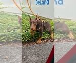 Xena - Female Doberman Pinscher Puppy for Sale - Small photo