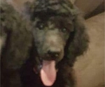 Small Photo #1 Poodle (Standard) Puppy For Sale in TULSA, OK, USA