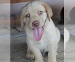 Small Photo #15 Labrador Retriever Puppy For Sale in MANSFIELD, MO, USA