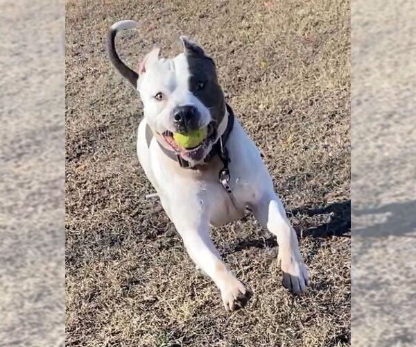 Medium Photo #8 American Pit Bull Terrier-Unknown Mix Puppy For Sale in Virginia Beach, VA, USA