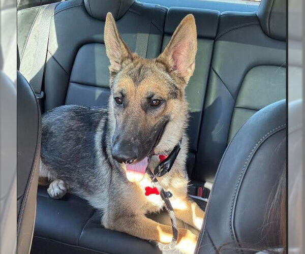 Medium Photo #5 German Shepherd Dog Puppy For Sale in Kankakee, IL, USA