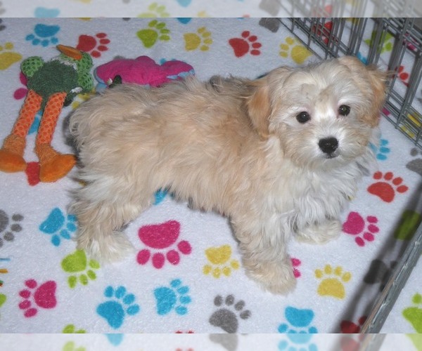 Medium Photo #3 Havanese-Poodle (Toy) Mix Puppy For Sale in ORO VALLEY, AZ, USA
