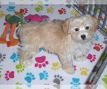 Small #2 Havanese-Poodle (Toy) Mix