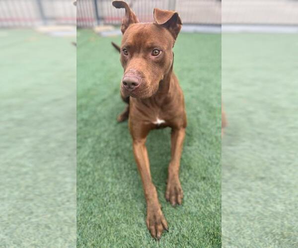 Medium Photo #6 Mutt Puppy For Sale in Rockwall, TX, USA