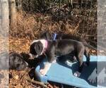 Small Photo #5 Great Dane Puppy For Sale in HOUGHTON LAKE, MI, USA