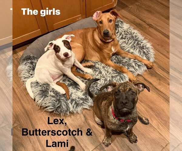 Medium Photo #17 Doberman Pinscher-Rhodesian Ridgeback Mix Puppy For Sale in Cave Creek, AZ, USA